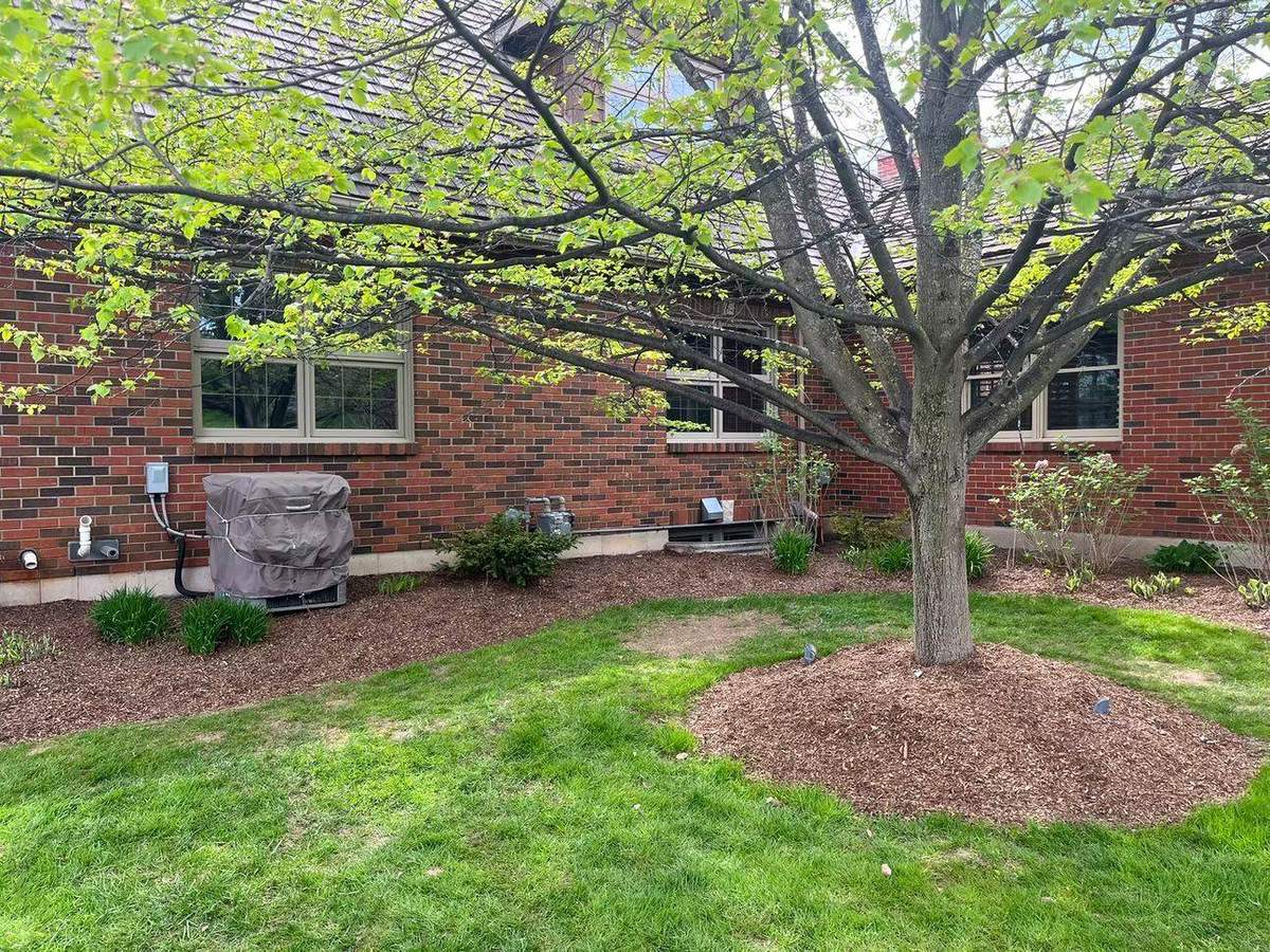 Freshly mulched tree ring in a Guelph front yard